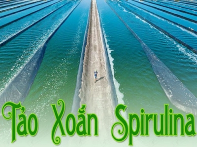 The use of spirulina spirulina